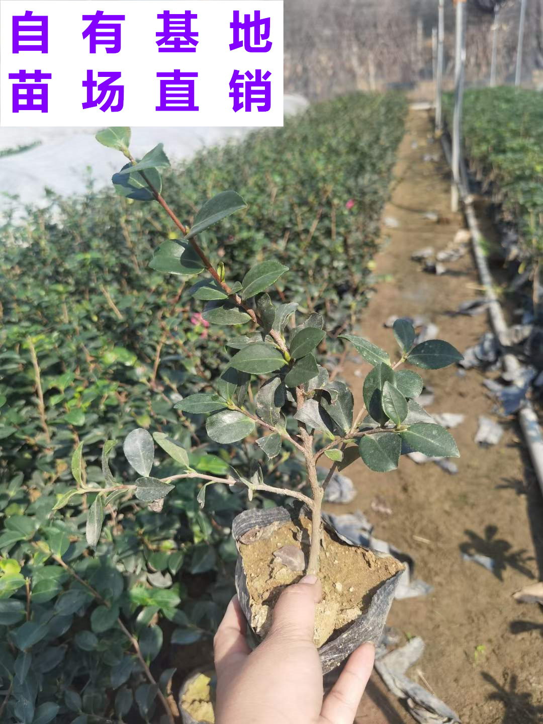 供应 福建 茶梅 苗场基地