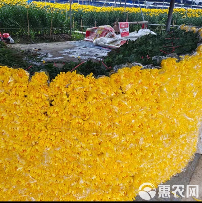 菊花鲜花清明节祭奠扫墓黄白菊花广州直批白菊花花束新鲜大菊花