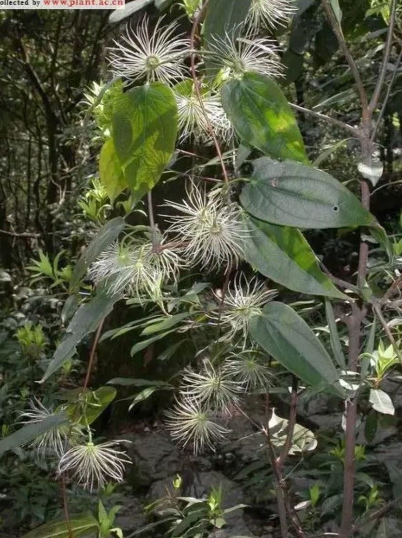 乐山纯雪里开拐子药单叶铁线莲粉质支持任何鉴定假一赔万