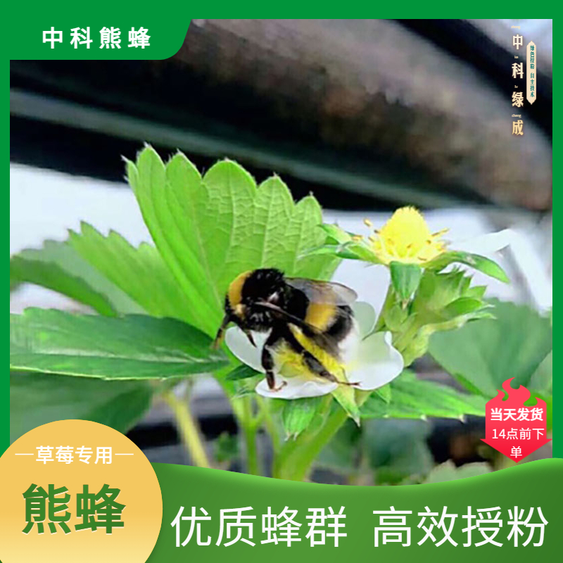 广饶县中科熊蜂【绿成直销】草莓授粉熊蜂蜂王卵多活跃大棚授粉熊蜂包邮
