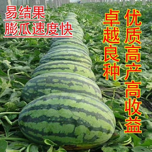特大西瓜籽新懒汉王西瓜种子巨型无籽西瓜阳台四季甜王水果西瓜子