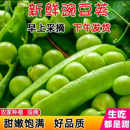 邓州市新鲜青豌豆 嫩豌豆角 甜豌豆荚 长寿仁豌豆 白豌豆 中豌6号