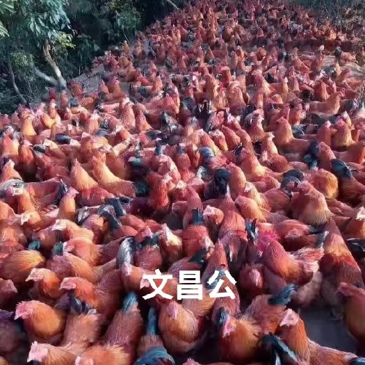 广州文昌鸡苗