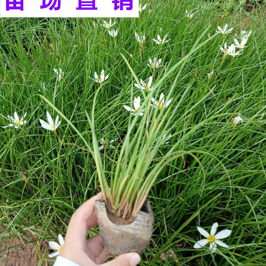 漳浦县福建漳州供应高品质葱兰草坪地被植物支持批发零售带发票