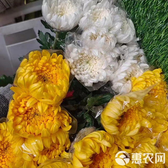 菊花鲜花清明节祭奠扫墓黄白菊花广州直批白菊花花束新鲜大菊花