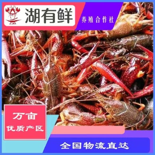 洪湖市湖北洪湖小龙虾鲜活清水虾批发现货一手货源