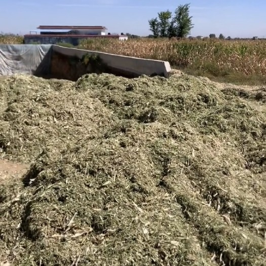 卫辉市玉米秸秆草-黄储