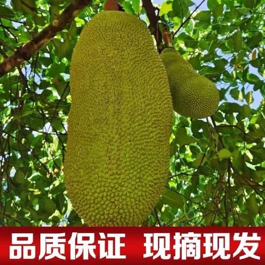 海口海南三亚特产菠萝蜜新鲜水果当季木波罗蜜黄肉干包整箱一整个包邮