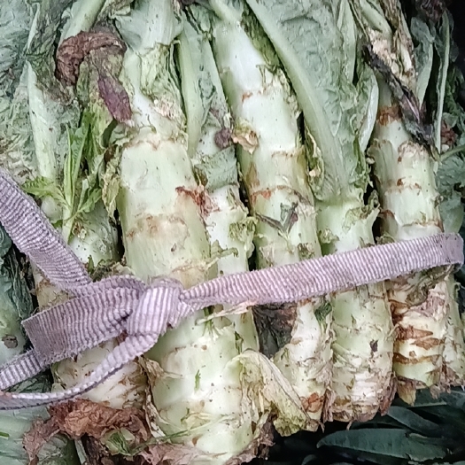 阜阳次品莴苣