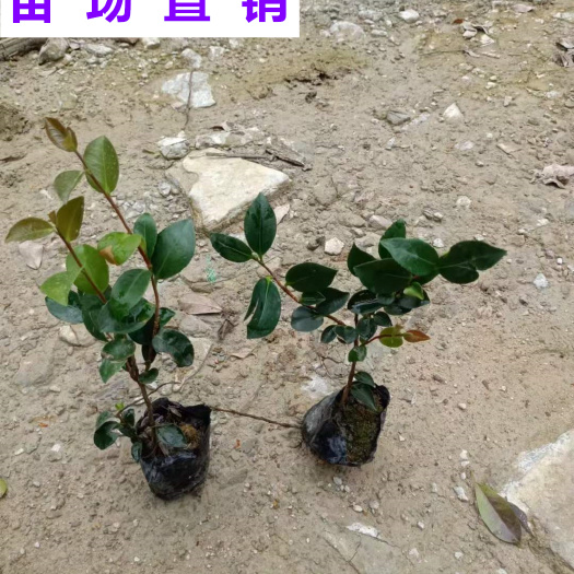 漳浦县福建漳州茶梅苗批发 各类规格支持物流发货 提供发票