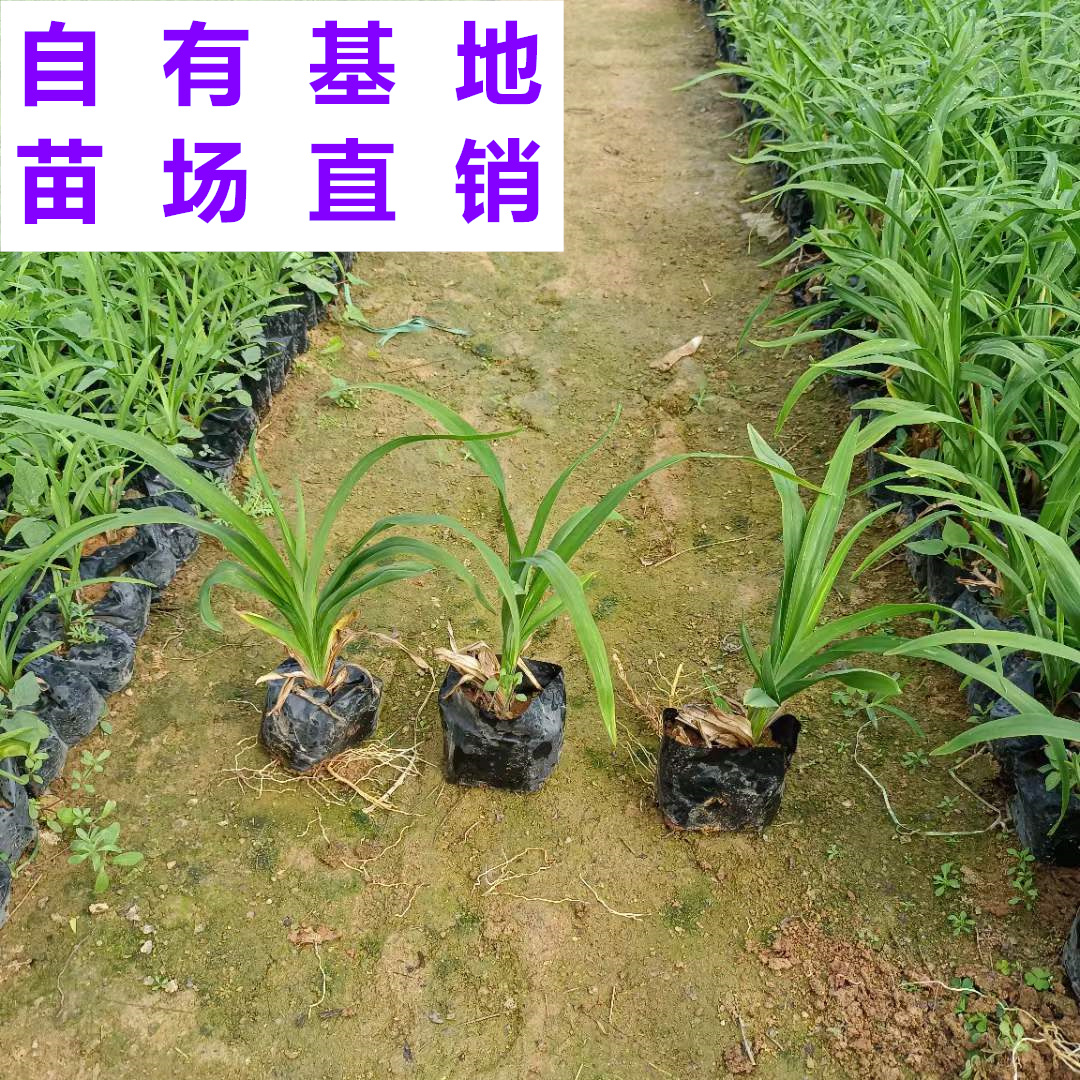 供应 福建 大花萱草 苗场基地