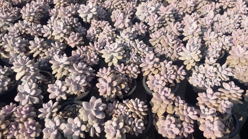 昆明多肉植物桃蛋整无砍
