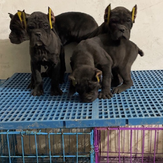 嘉祥县卡斯罗幼犬
