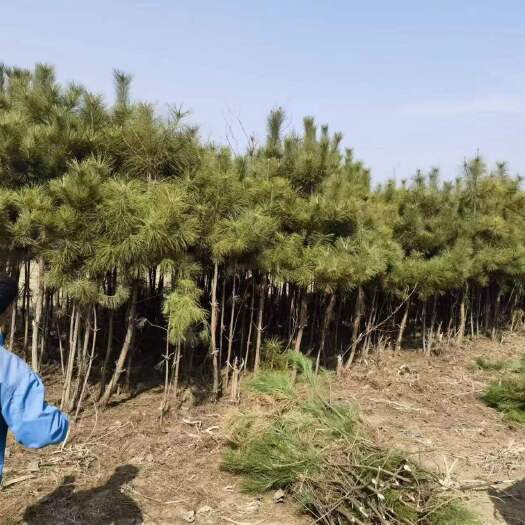 油松树 (大处理)