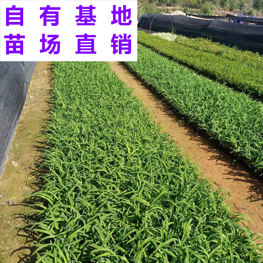 供应 福建 大花萱草 苗场基地