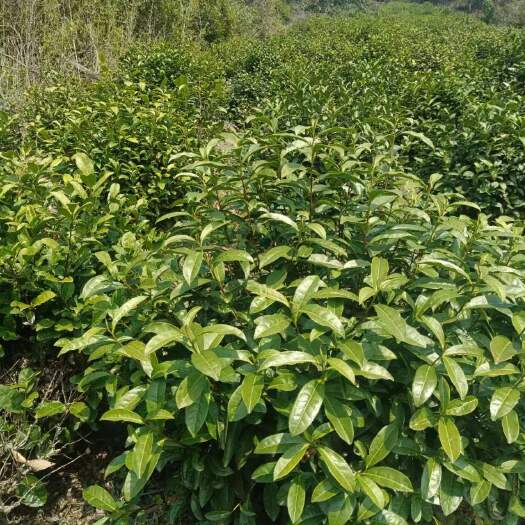 苏州2024春季明前洞庭山碧螺春上市预售，茶香浓郁茶农自产自销，