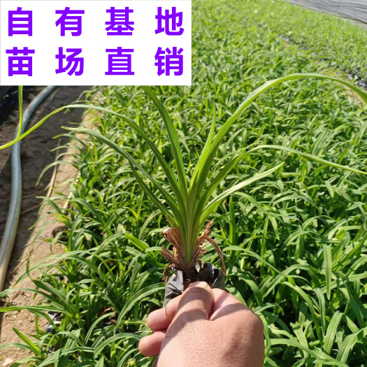 漳浦县福建漳州优质大花萱草苗基地直销支持整车物流发货带发票