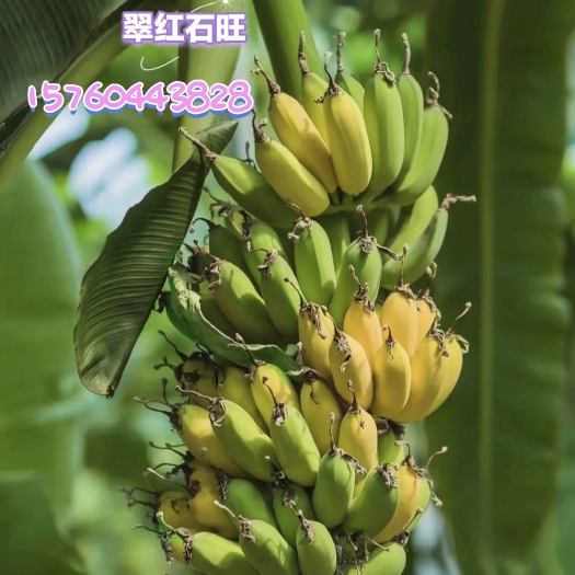 宜宾金粉1号  自然树上黄