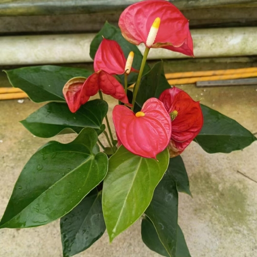 广州白掌盆栽一帆风顺水培植物室内好养花卉绿植水养红掌粉掌四季开花