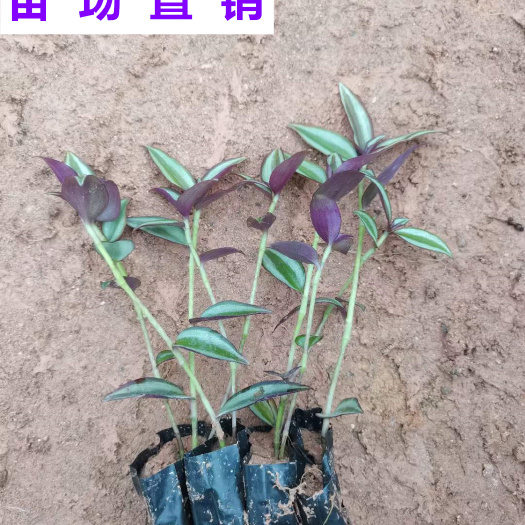 漳浦县吊竹梅 福建 小苗 袋苗 杯苗 基地 批发 零售 出售