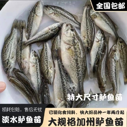 广州专业养殖30年优鲈三号、加州鲈鱼鱼苗