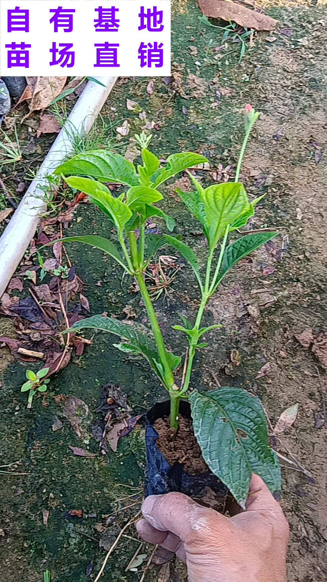 供应 福建 大花芦莉 苗场基地