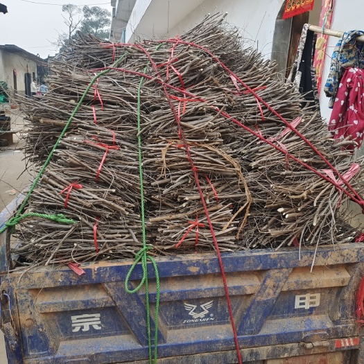 樟树市蔓荆子枝条，
