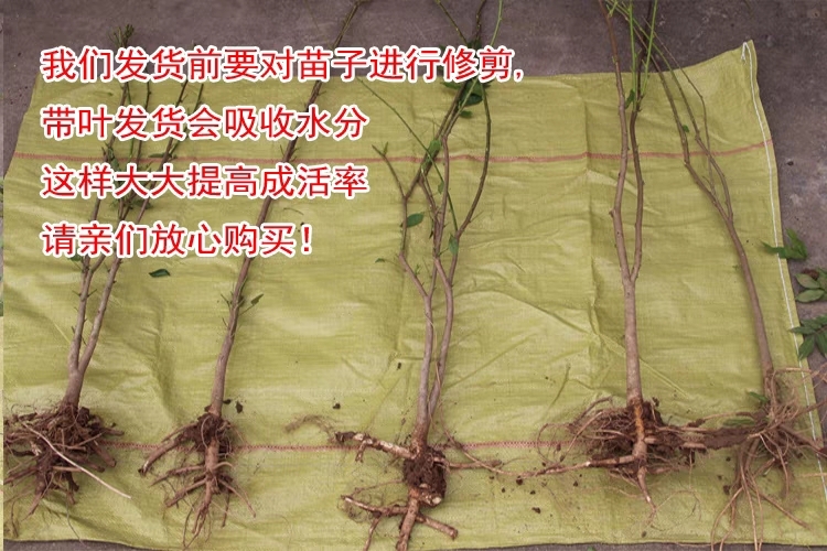 沭阳县紫藤花树苗爬藤植物庭院围墙四季开花盆栽花苗绿植花卉藤蔓紫藤萝