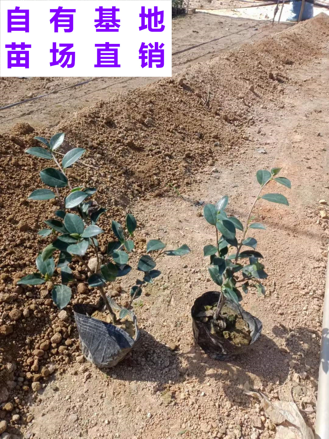 供应 福建 茶梅 苗场基地