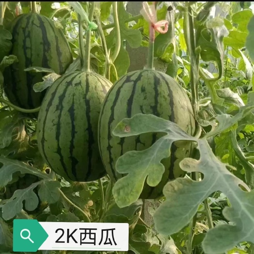 寿光市2k西瓜苗   礼品西瓜苗