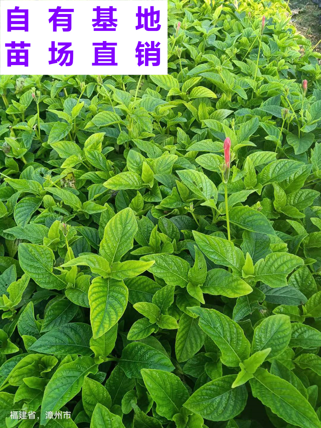 供应 福建 大花芦莉 苗场基地