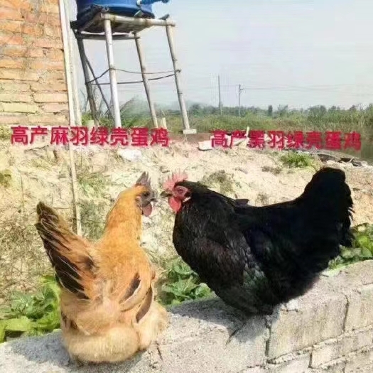 广州高   产   黑羽   绿壳蛋鸡