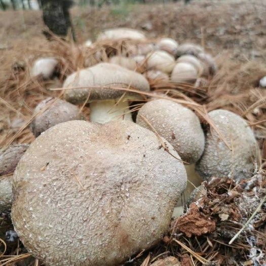 会泽县山林种植姬松茸