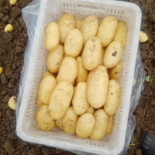 枣庄土豆、毛豆、辣辣