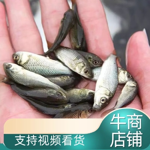 佛山中科鲫鱼苗，工程鲫，湘云鲫，渔场直供，量大优惠，存活率保障