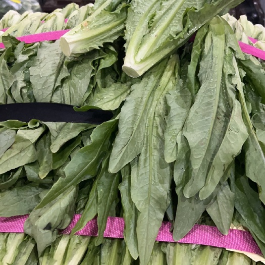 漳州油麥菜高性價(jià)比