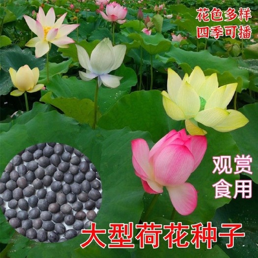 长沙混色大型磨盘四季荷花莲子水果味盆栽池塘泥田产藕种子