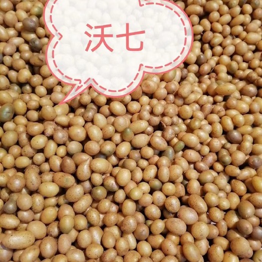 张北县微型薯，原原种，沃土，大白花，西森