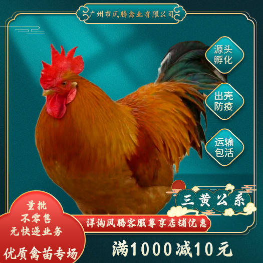 阉鸡苗三黄公鸡苗出壳苗打疫苗提供技术服务