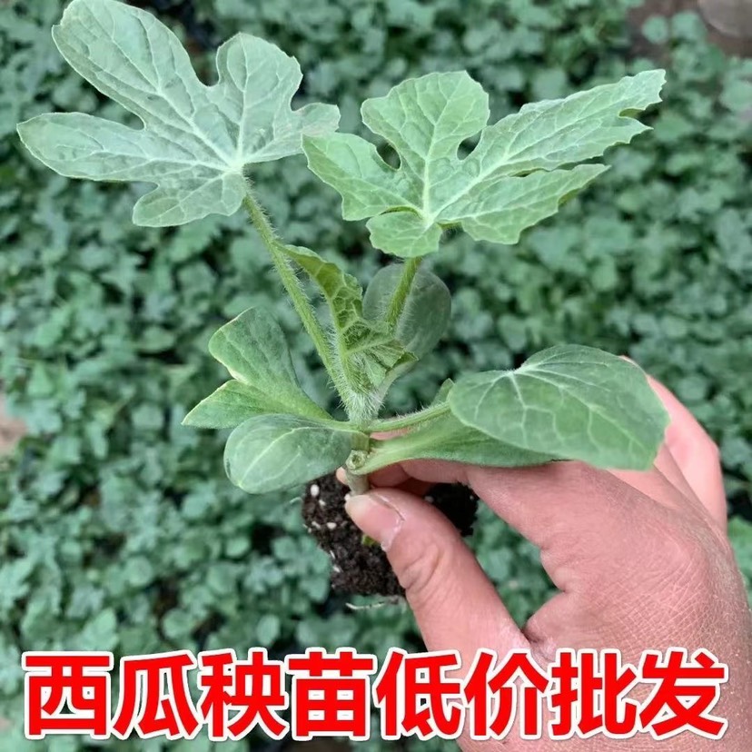 8424޽