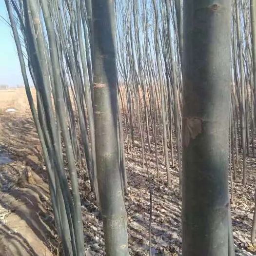 巴彦淖尔新疆杨