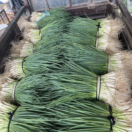 当阳市四季小香葱
