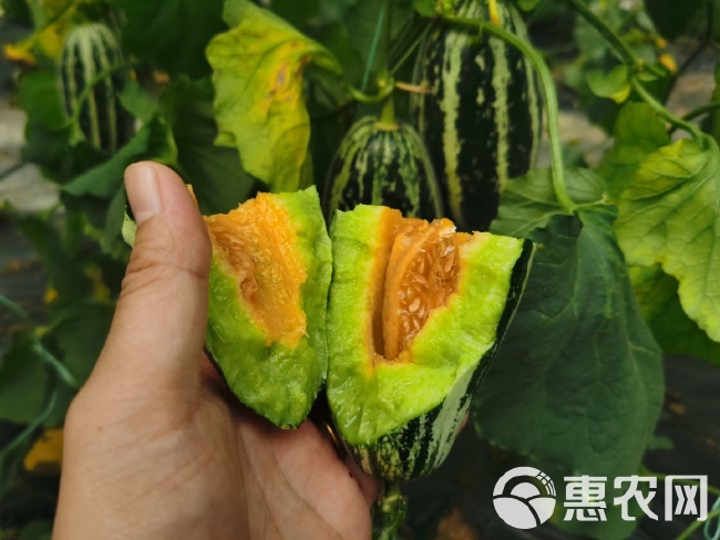 山东莘县博洋9甜瓜，产地直供，大量上市，专业代收欢迎老板选购