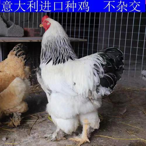 嘉祥县出售婆罗门种鸡，种蛋，种苗