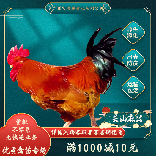广州灵山麻鸡苗公苗出壳打疫苗提供技术服务