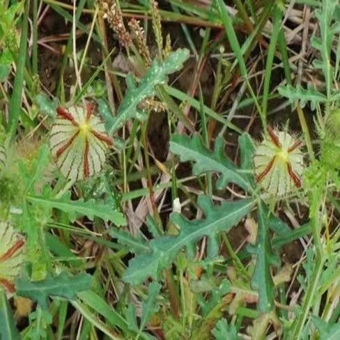 固阳县西瓜苗内蒙瓜秧小秋葵木槿香铃草灯笼草干货