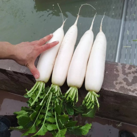 渠县白萝卜基地直销