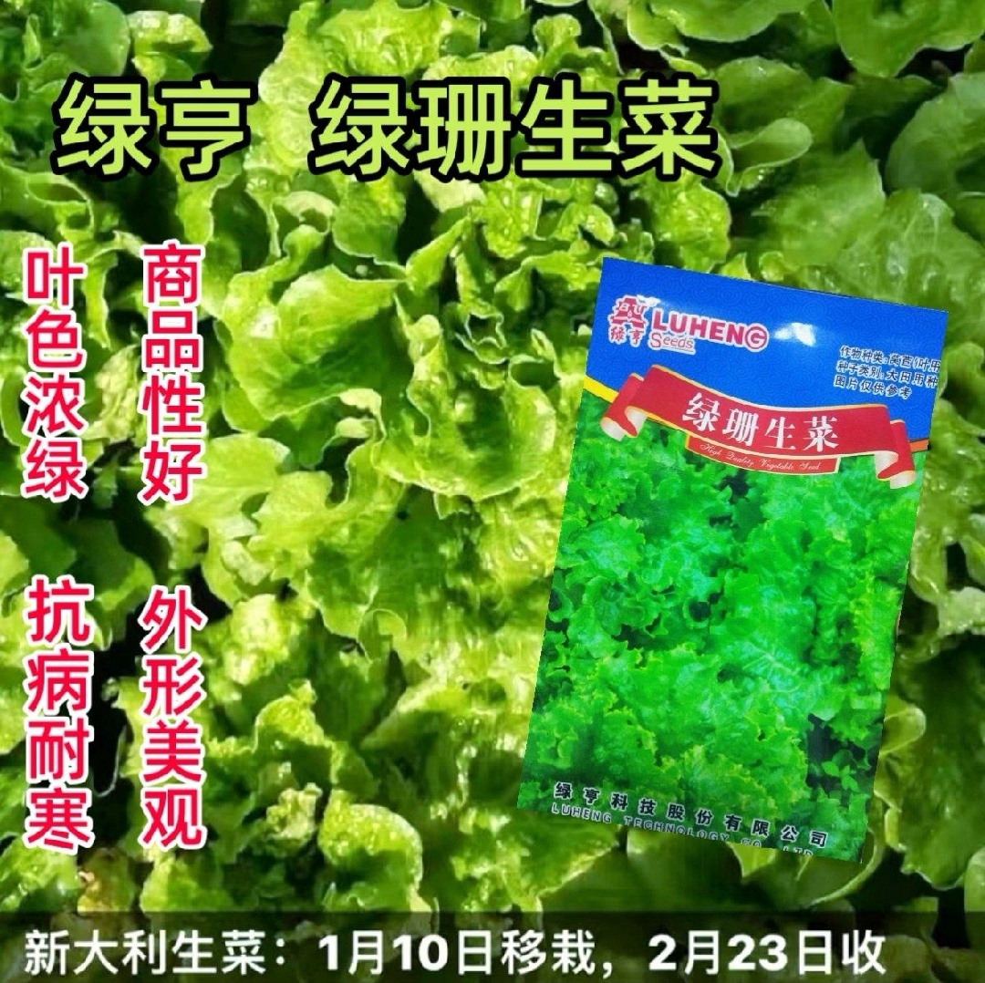 西安生菜种子绿珊生菜种子散叶生菜深绿色耐热晚抽苔抗寒生菜籽