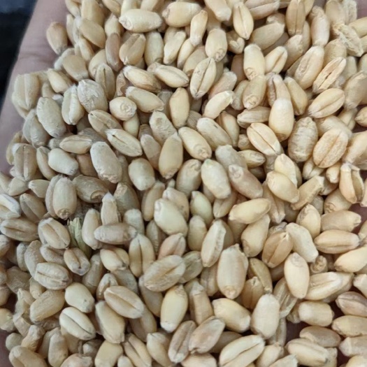 昭苏县2017年  小麦  净粮