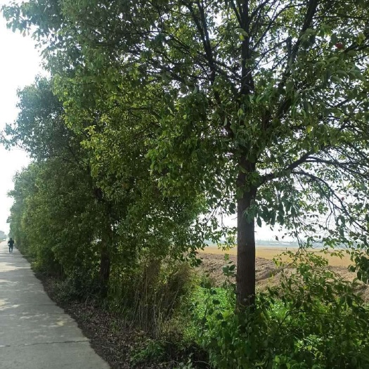 沅江市香樟